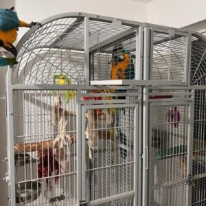 Male and Female Blue Gold Macaws1 768x576 1 Terry Parrots Center™