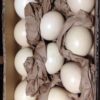 Amazon Parrot Eggs