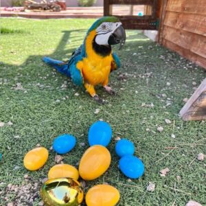 SmartSelect 20220701 155403 Instagram 768x897 1 Terry Parrots Center™