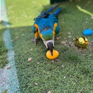 SmartSelect 20220701 155428 Instagram 768x854 1 Terry Parrots Center™