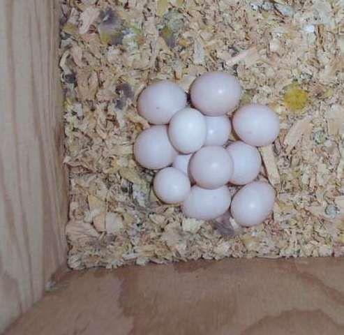 Solomon-Eclectus-Parrot-Eggs Solomon Eclectus Parrot Eggs Terry Parrots Center™