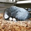 African Grey Parrot Eggs