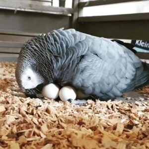 African Grey Parrot Eggs