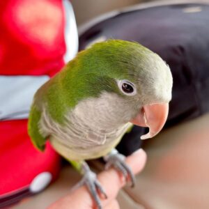 Rio - Quaker Parakeet