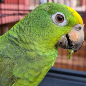 Pearly - Amazon Yellow Head Parrot 2 caspertheamazon 116133866 285070409224717 8883682400090843929 n 600x600 1 Terry Parrots Center™
