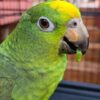 Pearly - Amazon Yellow Head Parrot