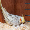 Cockatoo parrot eggs