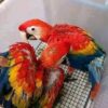 Scarlet Macaw Chicks