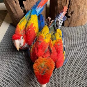 exotic parrot farml 2792181797154464082 8170244874 0 1080x1350 Terry Parrots Center™