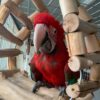 Nell - Macaw Parrot