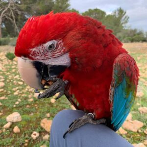 mathewscott1236 187732469 861926651027129 462109467846016948 n Terry Parrots Center™