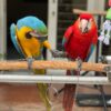 Bonded pair male and female macaws