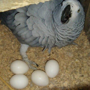parrot eggs 2 Terry Parrots Center™
