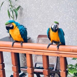 pets nation kerala 2807317072918187845 40446634039 0 882x1103 Terry Parrots Center™