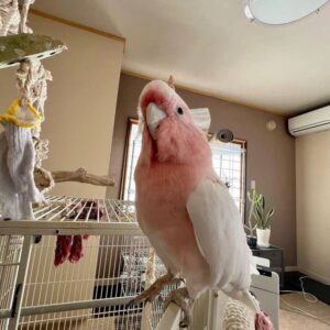 IMG 5041 Terry Parrots Center™